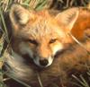 swampfox1732's Avatar