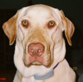 ksaldutti's Avatar
