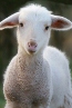 dingylamb's Avatar