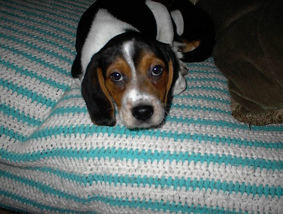 beaglemagnolia's Avatar