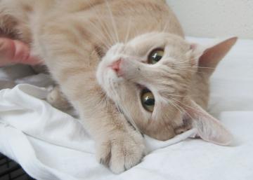 kittybelle777's Avatar