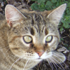 sapphirecat's Avatar