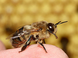 DroneBee's Avatar