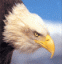 eagle1's Avatar