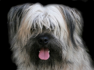 AnimalServices's Avatar