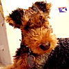 terriergal's Avatar