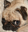 dfleary's Avatar
