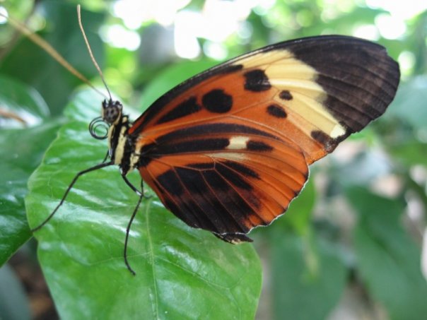 butterfly1215's Avatar