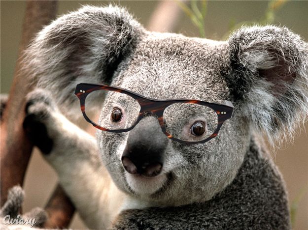 Bookish Koala's Avatar