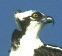 osprey4's Avatar