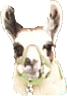 Llamaboy01's Avatar