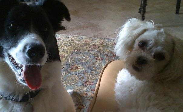 Littlewingdrg's Avatar