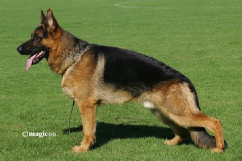 TropischGSD's Avatar