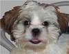 OurDogIsTheAficionado's Avatar