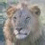 sholakh's Avatar