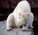 Bi-polar-Bear's Avatar
